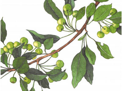 *FREEBIE* 2019 Botanical Calendar Coloring Postcard Preview Download Kayliebooks