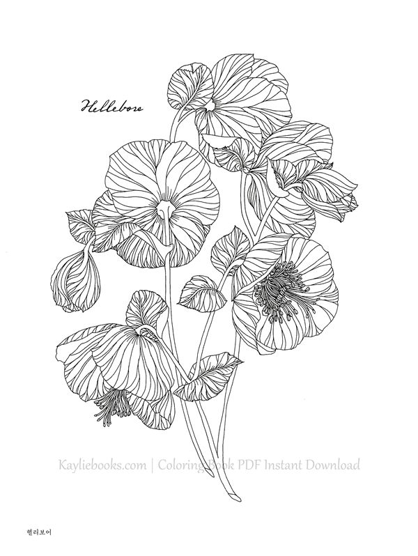 2019-11-11-10-46-27_006 514. The Flower Year Botanical Coloring Book Preview Download Kayliebooks