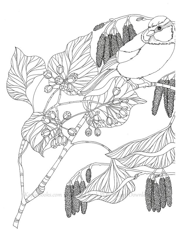 2019-11-11-10-46-27_014 514. The Flower Year Botanical Coloring Book Preview Download Kayliebooks