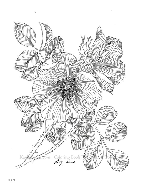 2019-11-11-10-46-27_052 514. The Flower Year Botanical Coloring Book Preview Download Kayliebooks